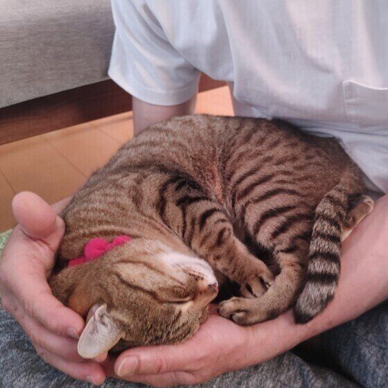 膝の上で丸まるみゅーちゃん