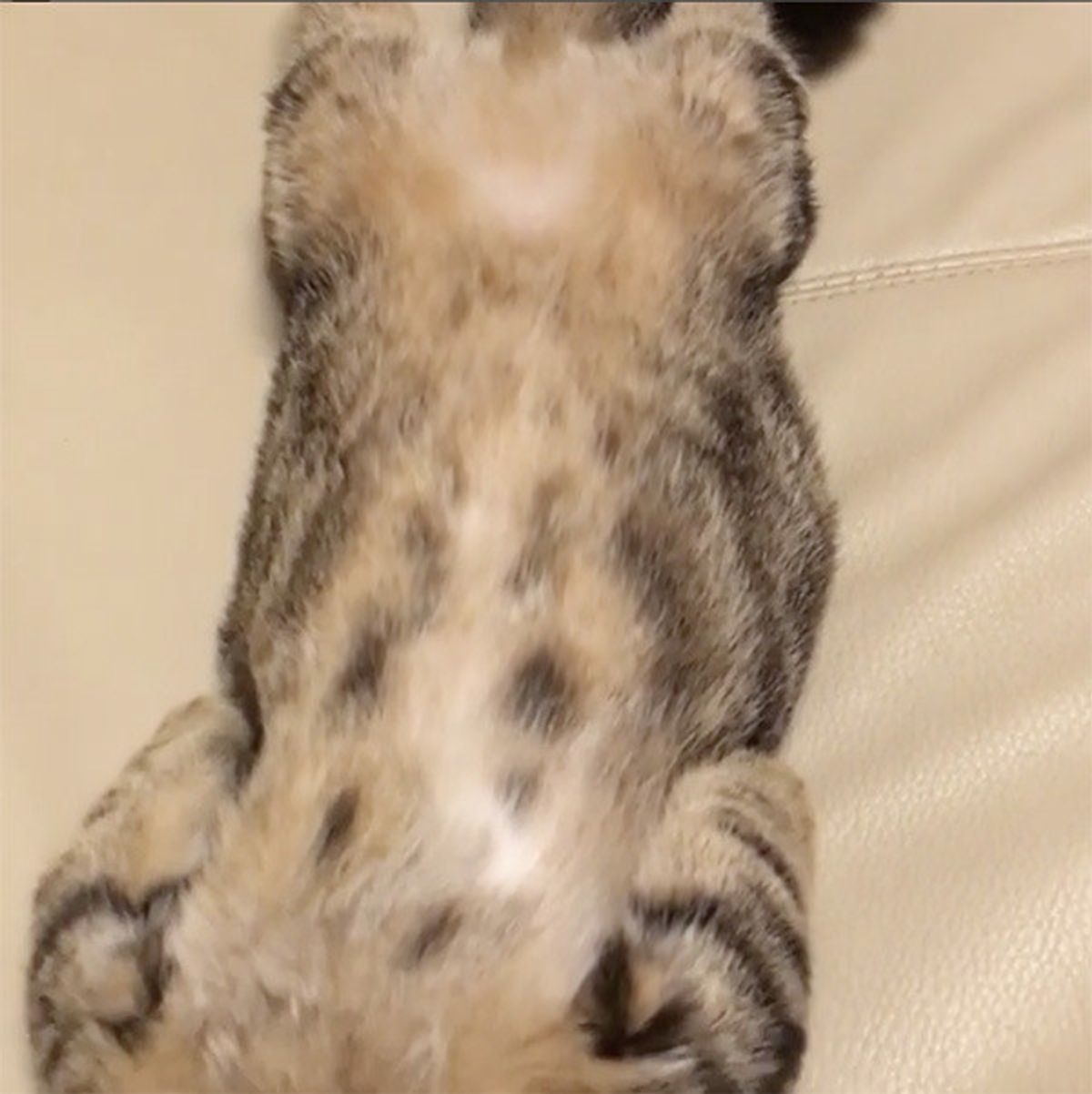 見ていると幸せな気持ちに 真っ直ぐ寝 で爆睡するニャンコがかわいい ねこのきもちweb Magazine