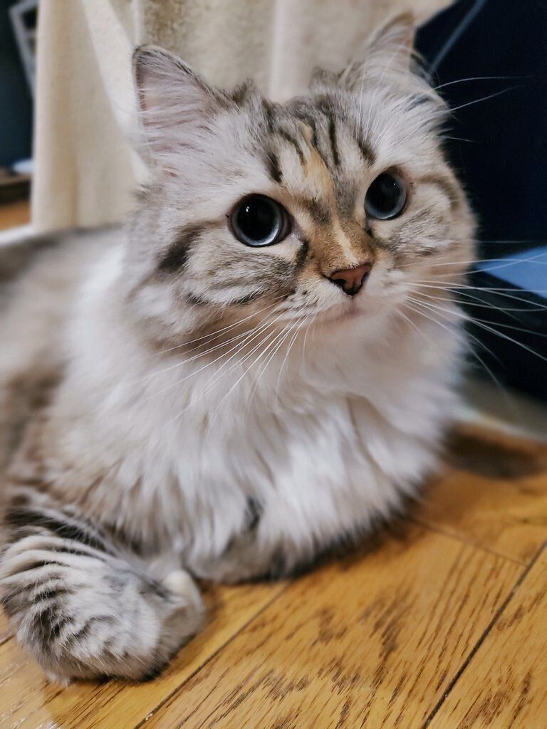 5才のサイベリアン