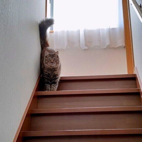 キジトラのまめちゃん