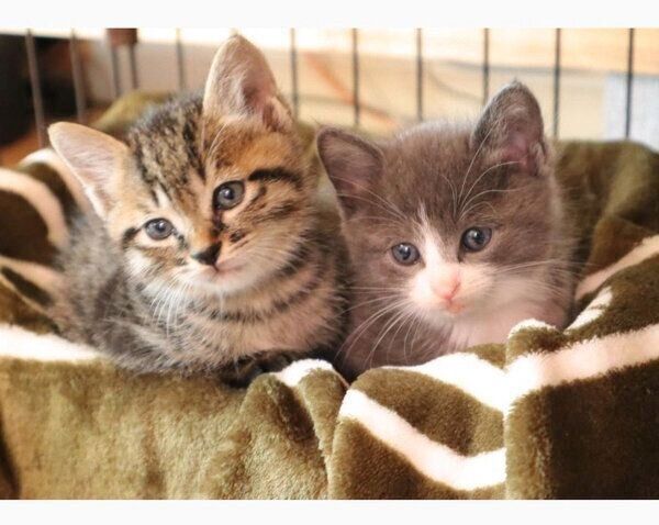 ふくくん、てんくん