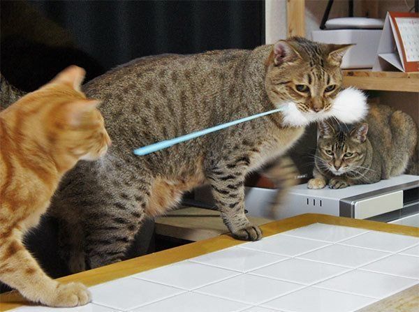 猫じゃらしを巡って遊ぶ猫たち