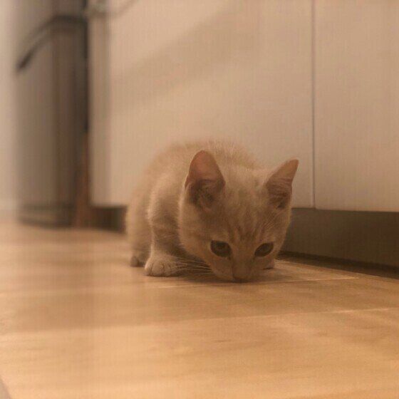 大好きな台所のにおいを嗅ぐ猫（マンチカン、オス）