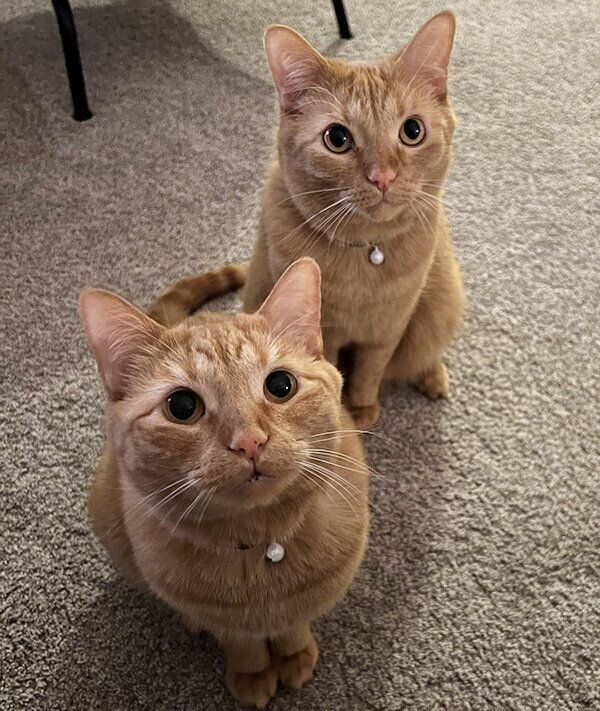 カメラを見上げるトラくんとコテツくん