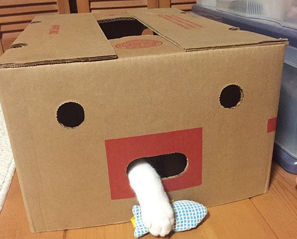 箱に入る猫