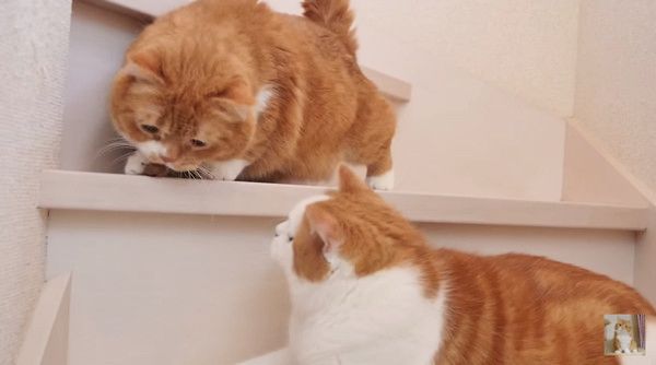 おやつが欲しい猫