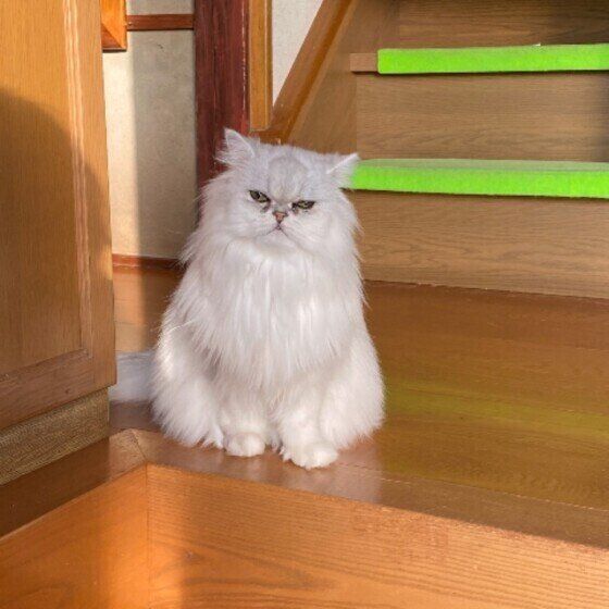 お見送りするペルシャ