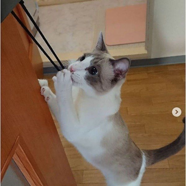 オリエンタルショートヘアー