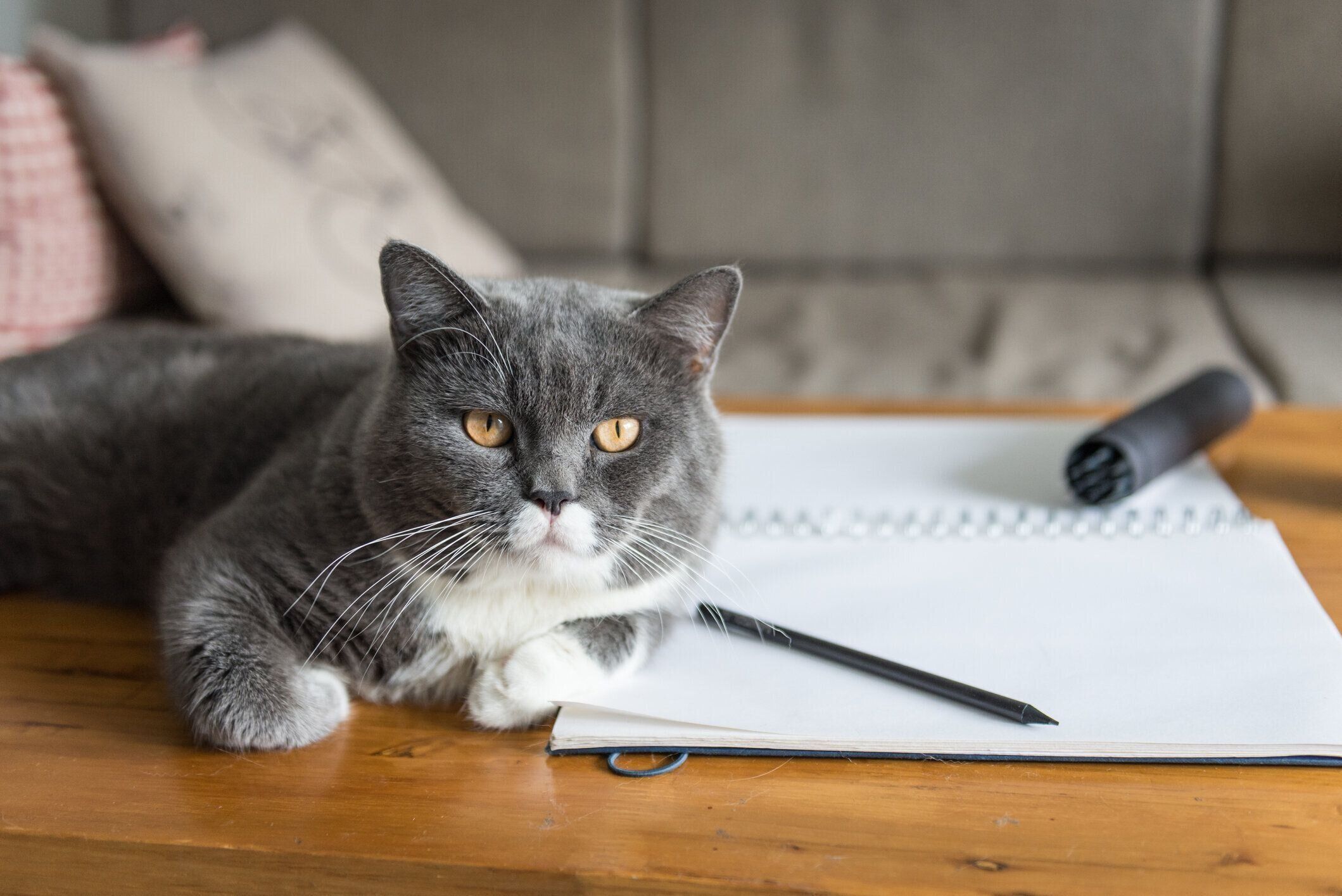 机の上にいる猫