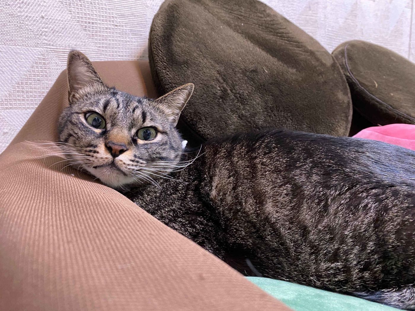 目は口ほどに物を言う それを体現する生き物 猫 村松君 猫 と愉快な仲間たち あ あと響介 Vol 10 ねこのきもちweb Magazine 目は口ほどに物を言う それを体現する生き物 猫 村松君 猫 と愉快な仲間たち あ あと響介 Vol 10 ねこのきもちweb Magazine