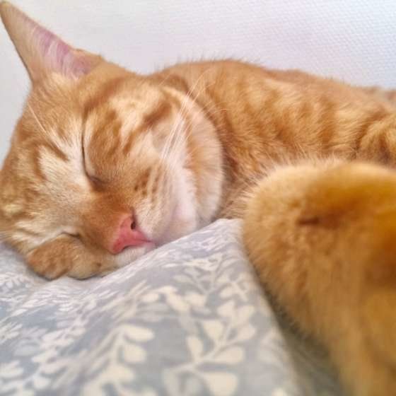 ぐっすり眠る茶トラ