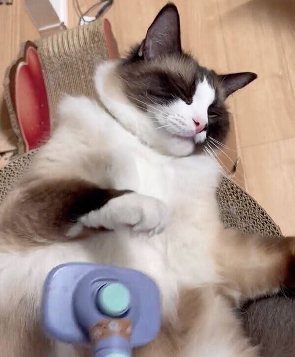 ブラッシングで気持ち良さそうにするコテツくん