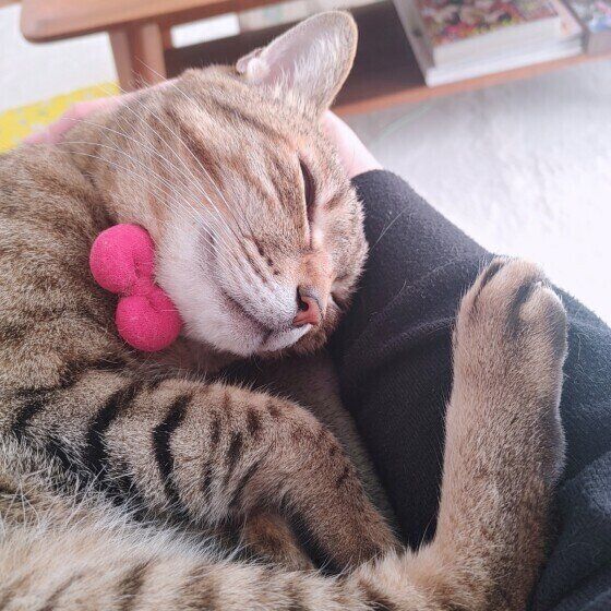 MIXキジトラのみゅーちゃん