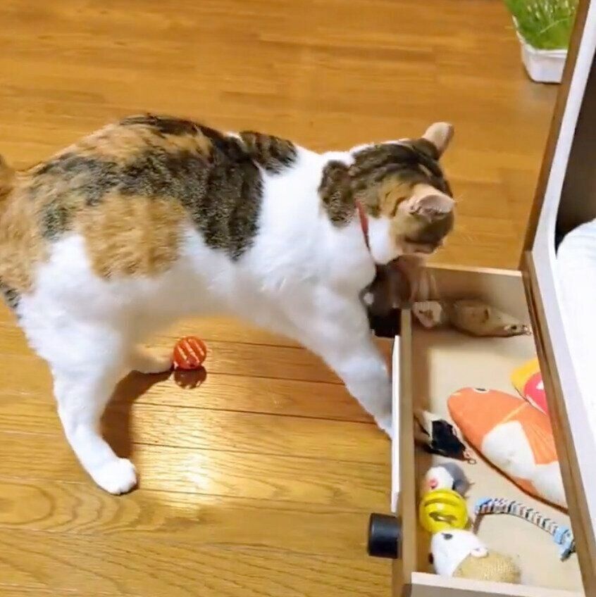 おもちゃを取り出すテンちゃん