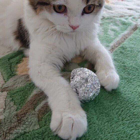 プリンちゃん  スコティッシュフォールド