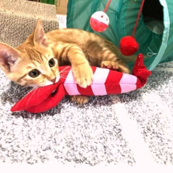 茶トラ　あやめちゃん