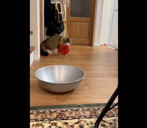 「持ってこい遊び」ができるしろあんちゃん