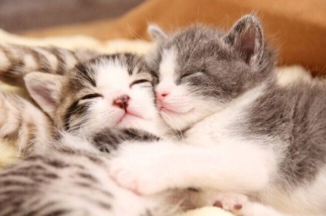 「夢の中でも一緒」