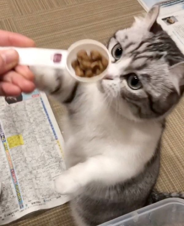 ゴハンを要求するマンチカン