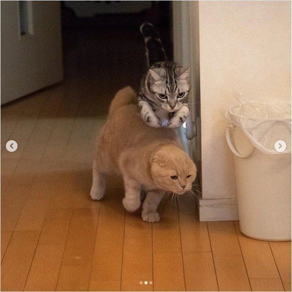 追いかけっこをするアメリカンショートヘアとスコティッシュフォールド