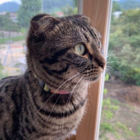 マンチカンのるるちゃん