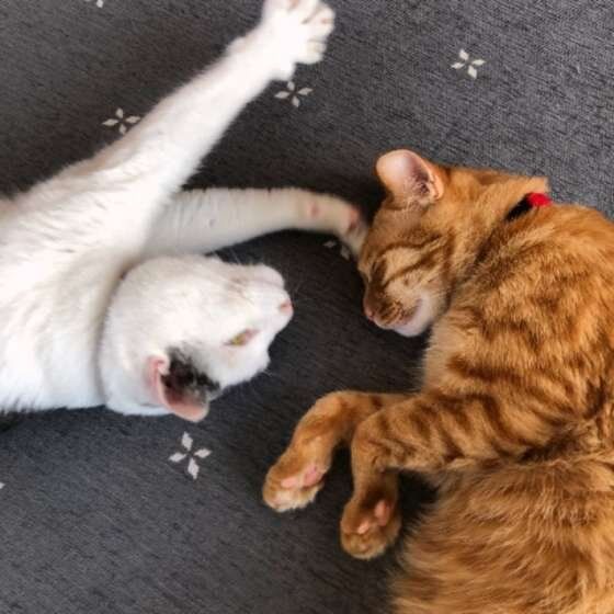 ミックスと茶トラの2匹の猫