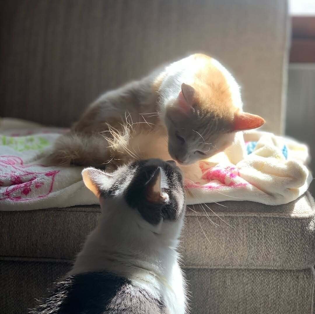 2匹の猫が鼻チューする写真