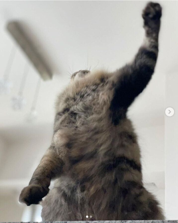 手を振り上げる猫（オス）