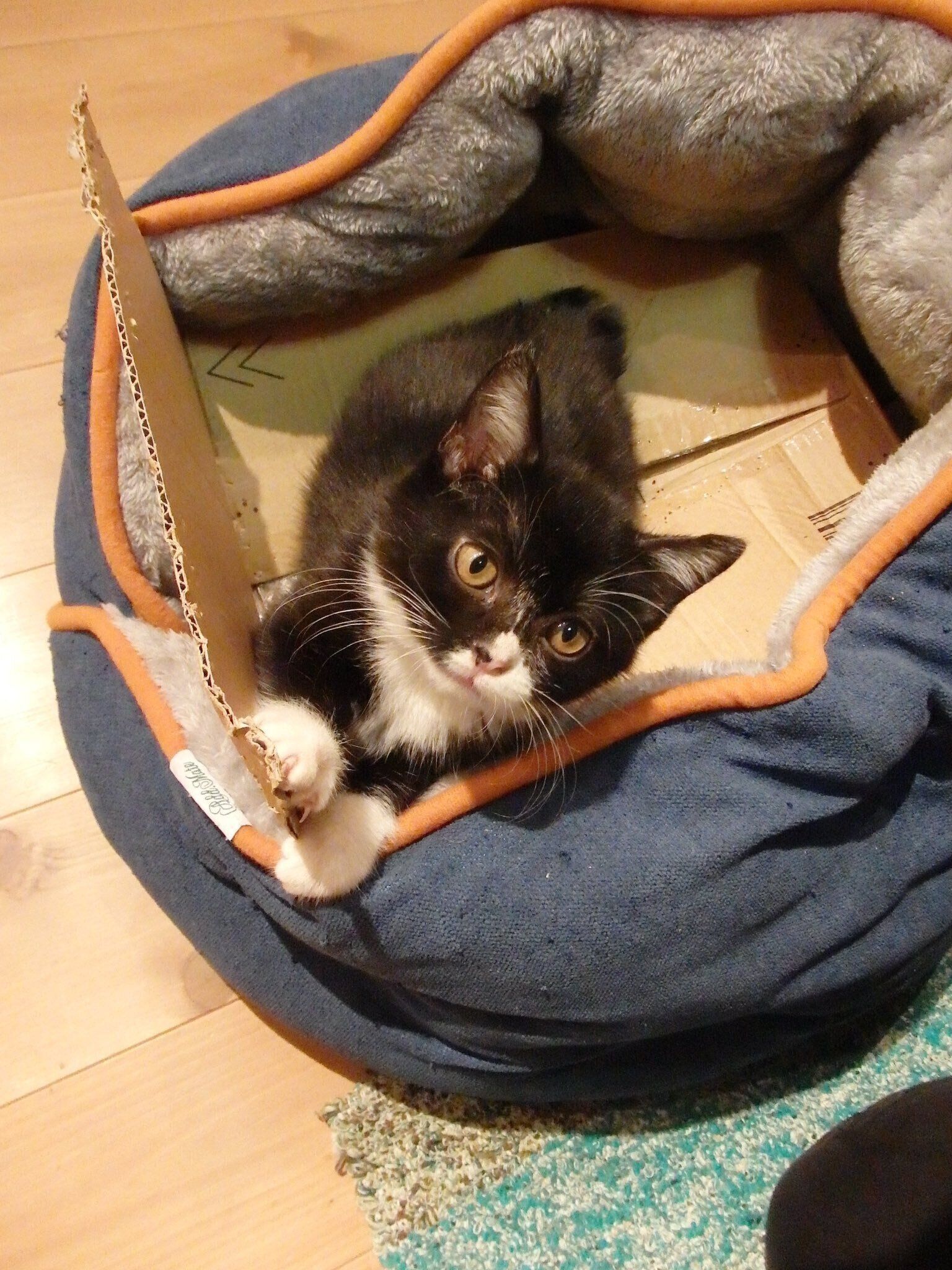 子猫時代のもんたちゃん