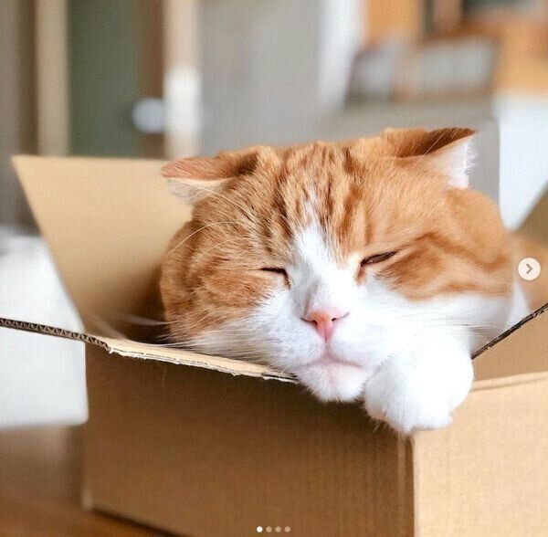 ダンボールの中でくつろぐまーるくん