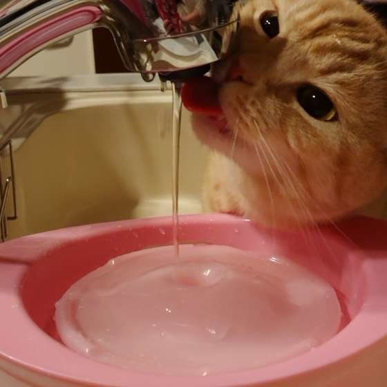 流れる水を飲むスコティッシュフォールド