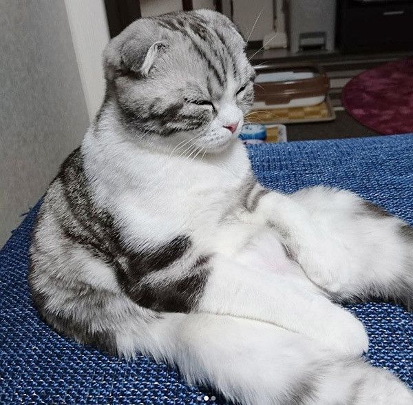 座るスコティッシュフォールド