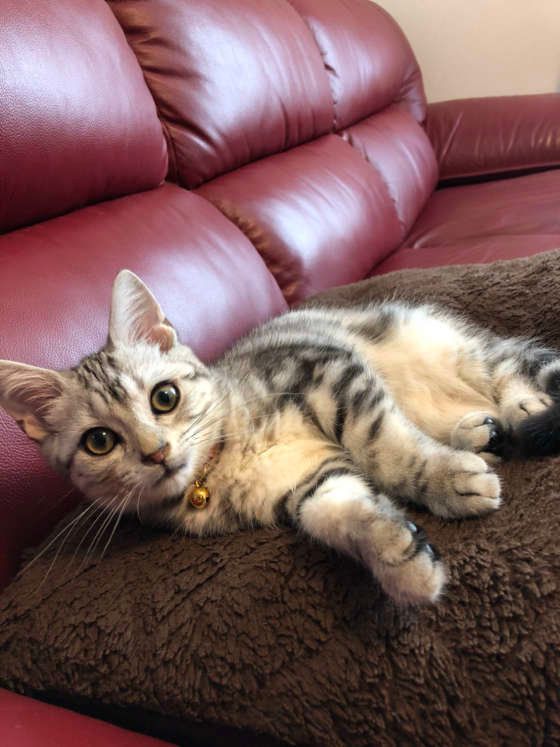 リラックスしているしょうきち君