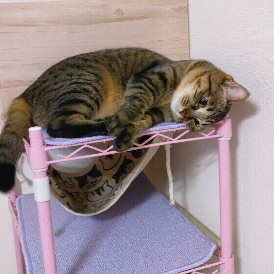 キジトラ猫のはるちゃん