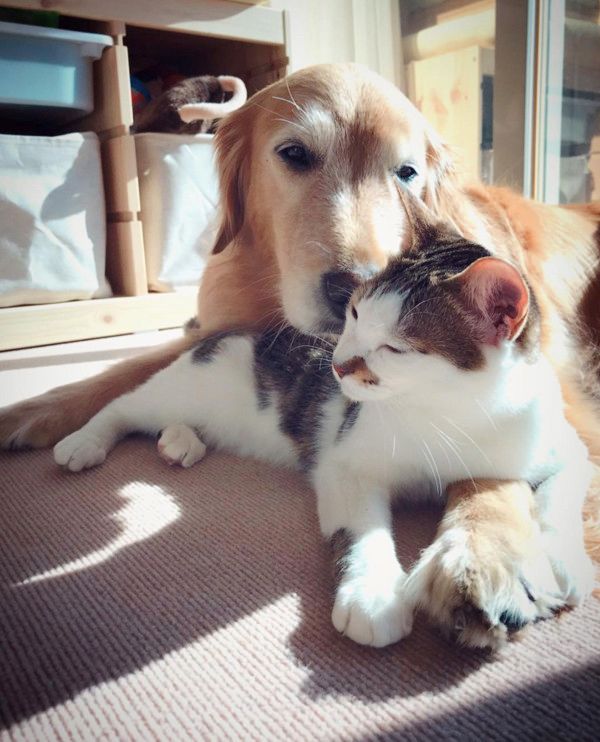 戦いごっこをする犬と猫