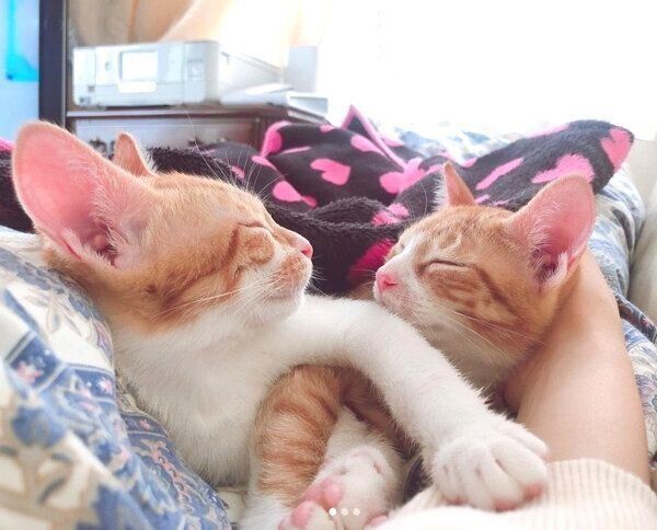 まったりするむぎちゃん、みそちゃん