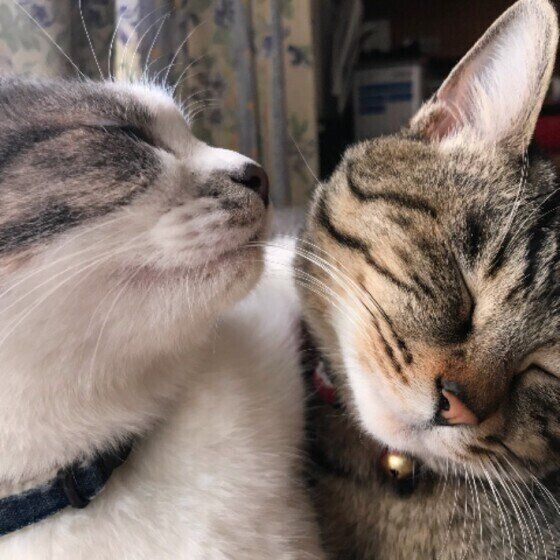 三毛猫】ブラッシングと毛づくろいで綺麗になるミケ（2025年1月
