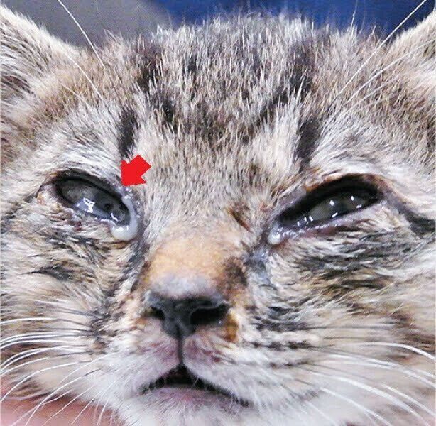 目やにが出ている子猫