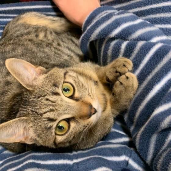 飼い主さんに寄り添うキジトラ