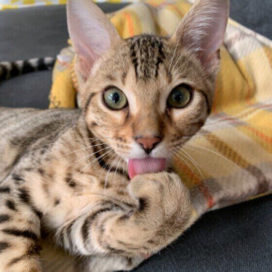 手を舐めるベンガル