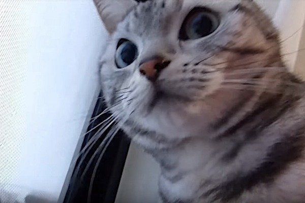 雪に興奮する猫