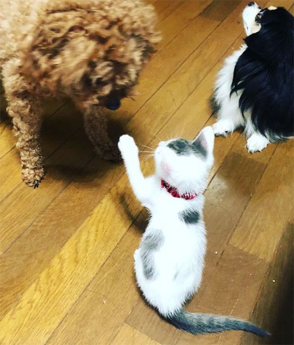 犬と遊ぶ子猫