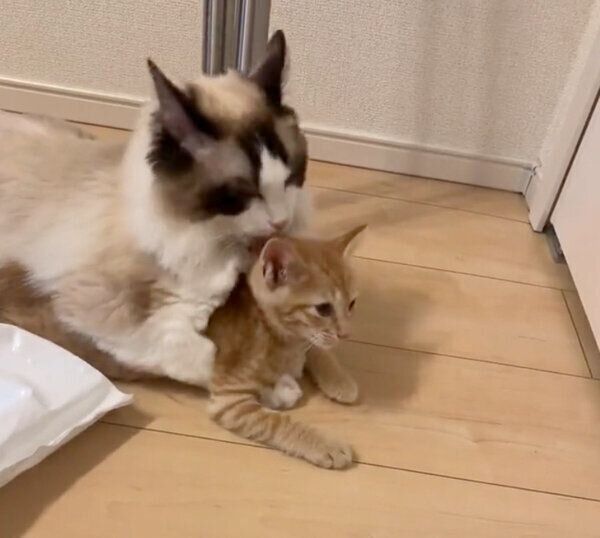 サスケくんのことをギュッとホールドするシンバちゃん