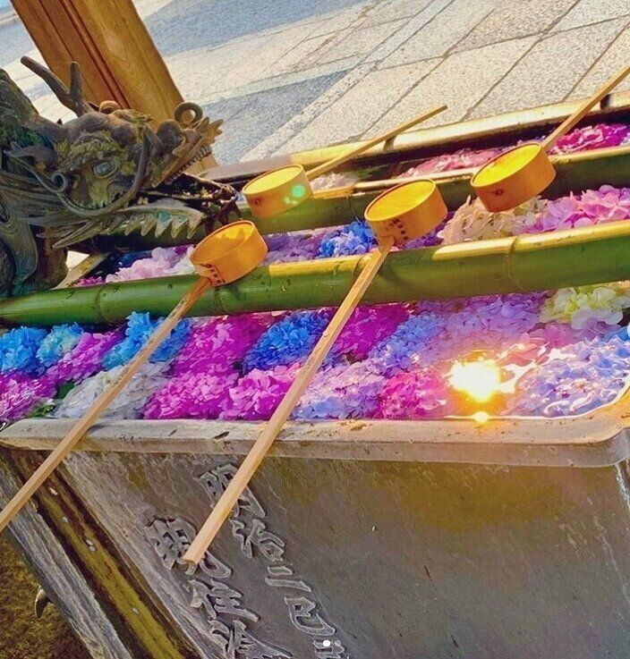 柳谷観音の紫陽花の手水舎