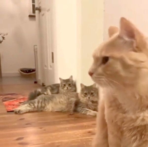 あくびがうつる猫