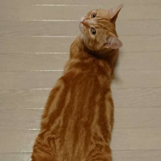 床に寝そべる猫（マンチカン、オス）