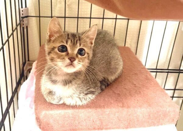 くつろぐあめちゃん