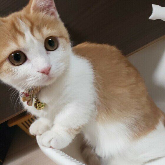 キョトンとした顔をするマンチカン