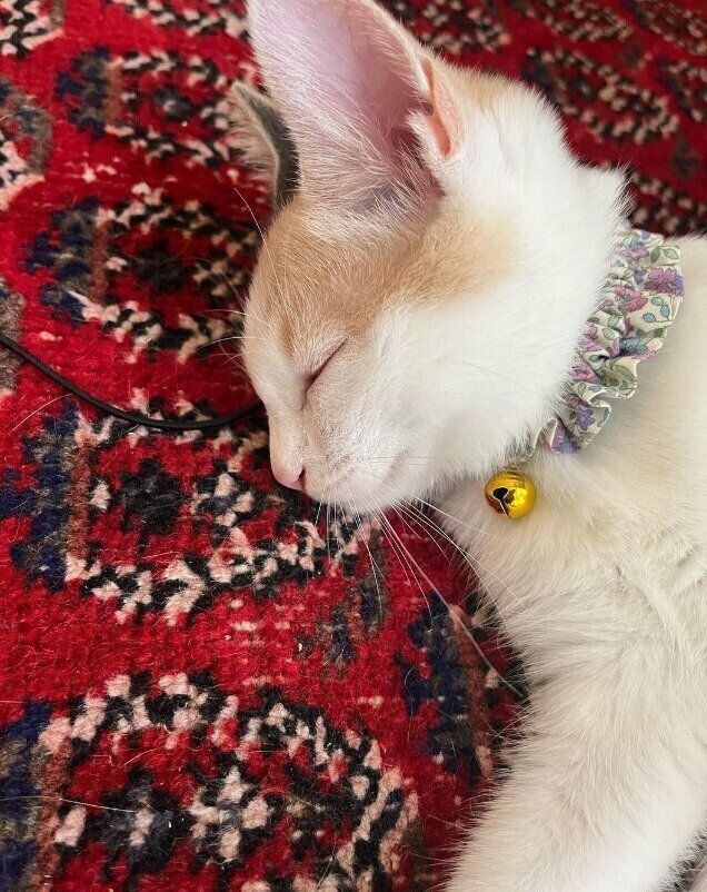 首輪をつけたみつ豆ちゃん