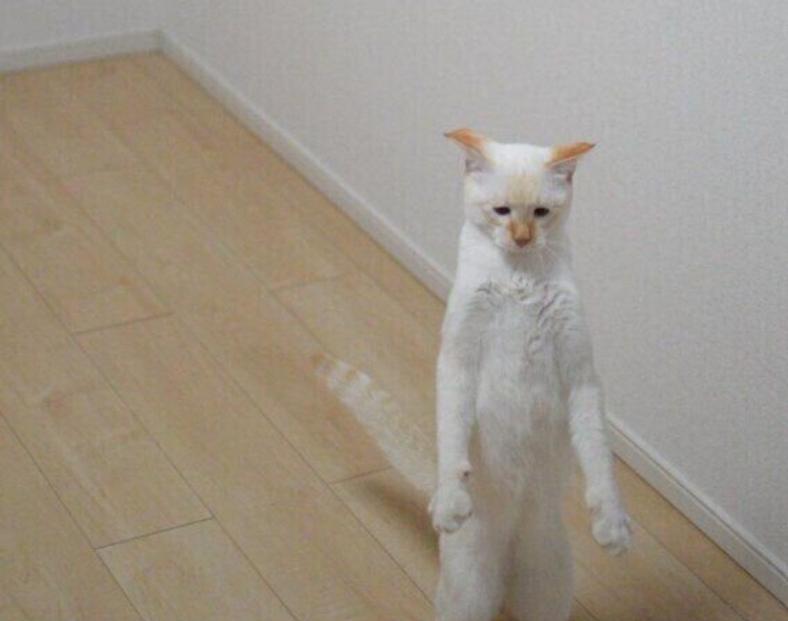 捨てられていた過去のある子猫の今 最高の しょぼ顔 を見せる可愛いコに ねこのきもちweb Magazine 捨てられていた過去のある子猫の今 最高の しょぼ顔 を見せる可愛いコに ねこのきもちweb Magazine